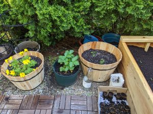 3 larger planters, with bright yellow flowers, strawberry plant, and young tomatoes.