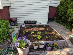 Small square raised bed with young plants, and small potted plants in front of it