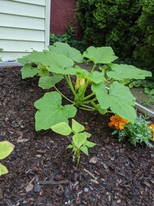 Squash plants in the small raised bed, grown and starting to flower.