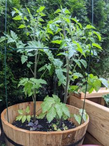 A tall tomato plant in a cage (same planter as previous photo, it's grown a few feet)