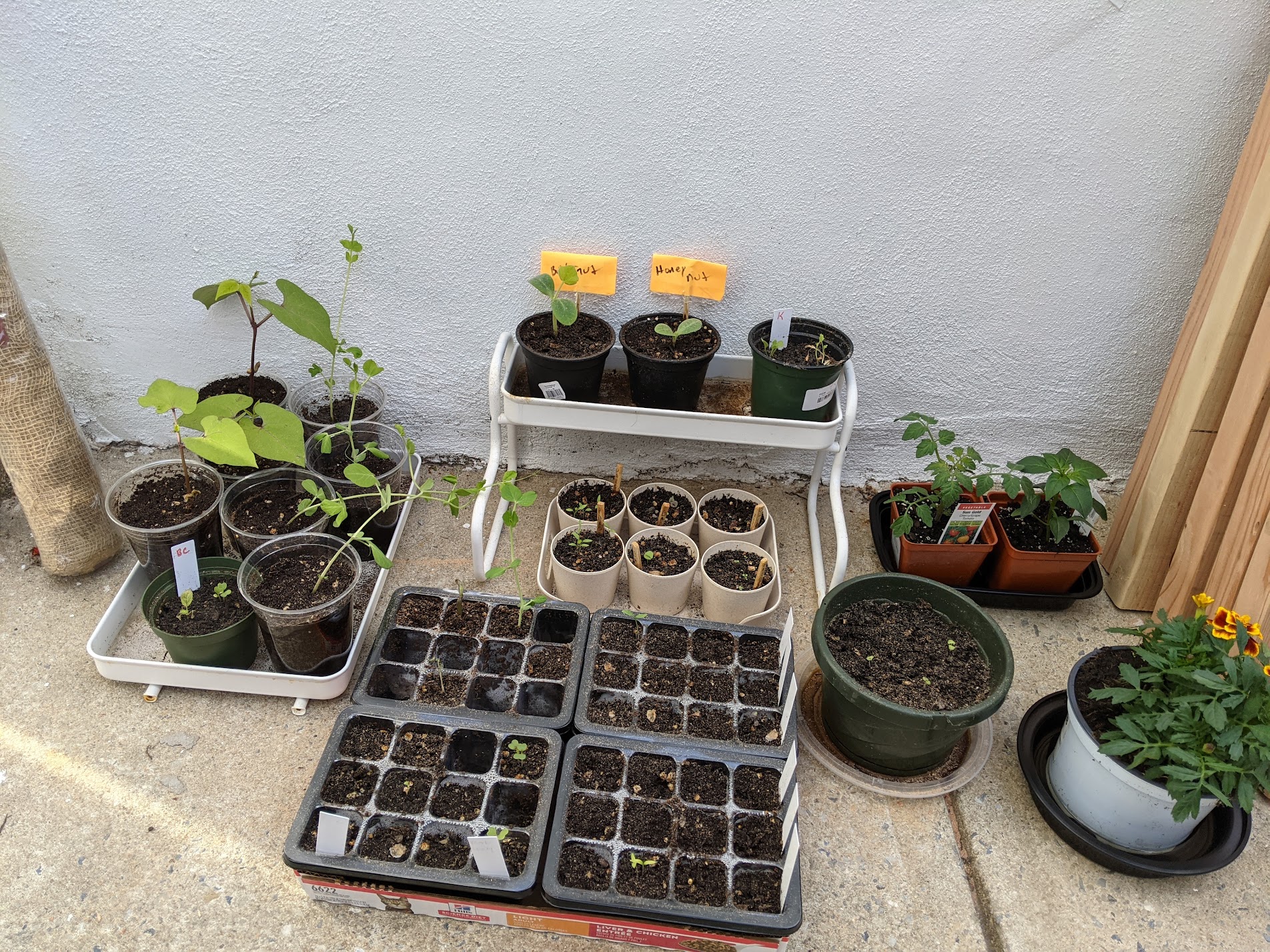 Seedlings in containers, plants in small pots.