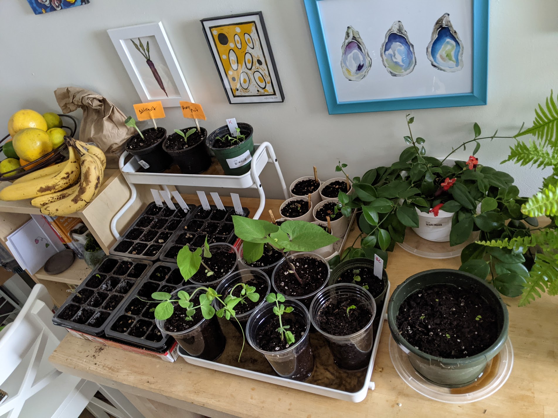 Seedlings growing in cups and containers on our kitchen counter.
