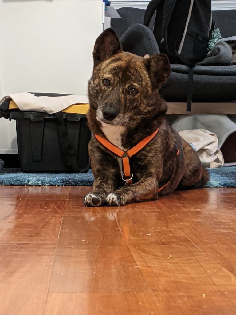 A medium sized dog looking at the camera while laying on the floor. She has brindled fur and a white patch on her chest.