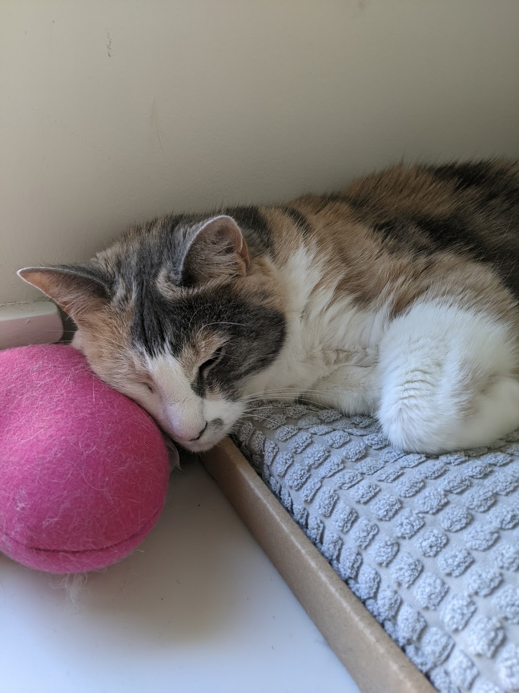 Pixel, a muted calico cat, asleep on a pillow with her head resting on another pillow.