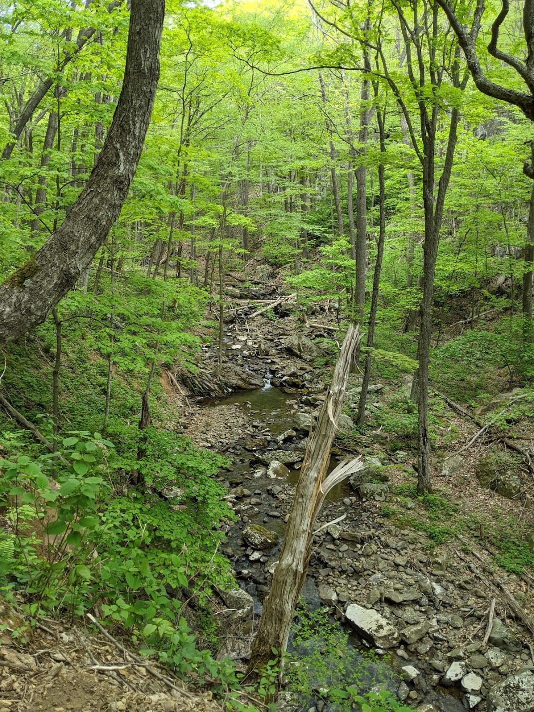 A small stream through green forest.