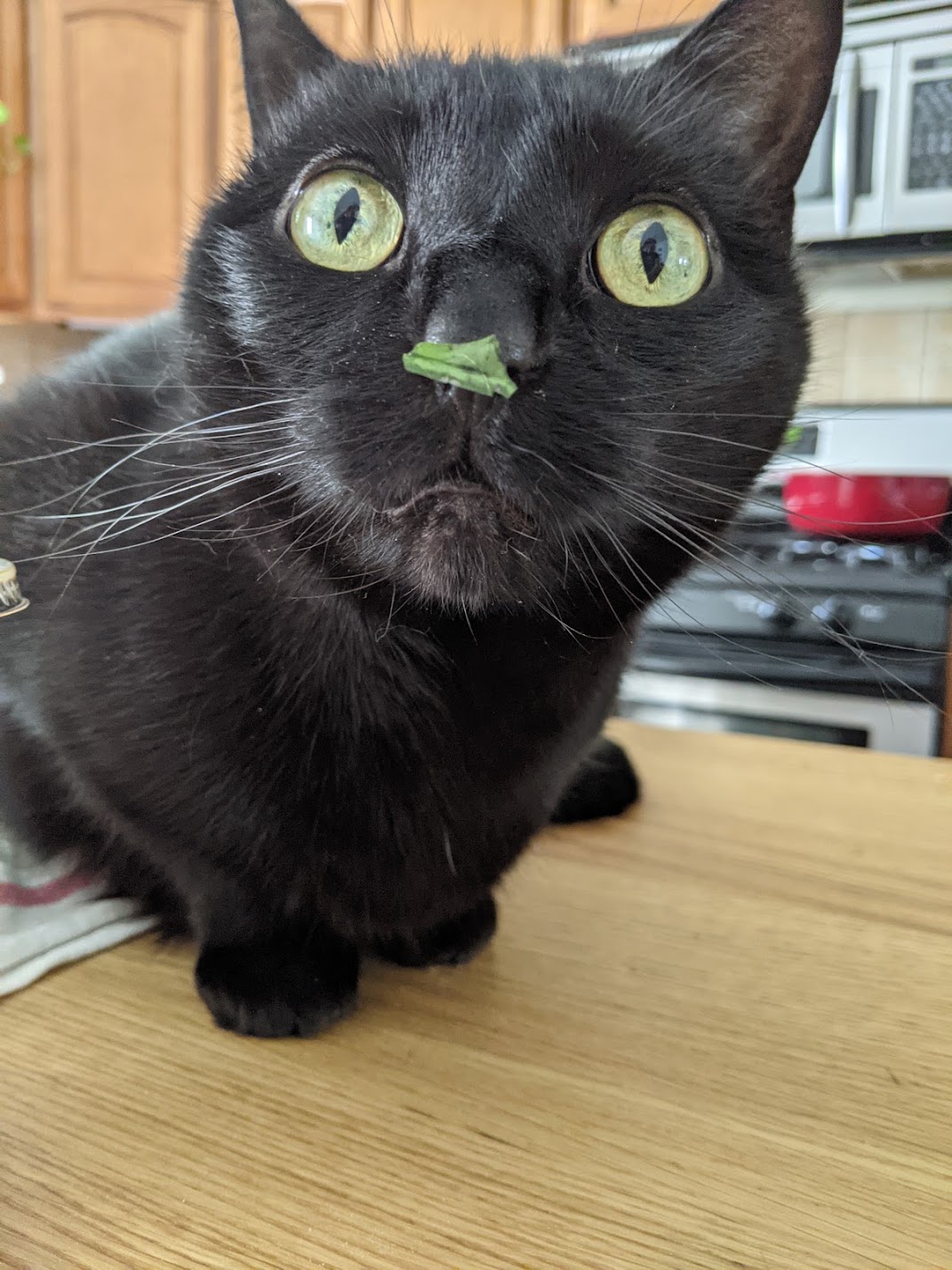 A close up photo of Voxel, a black cat with bright yellow-green eyes, with a piece of spinach stuck to her nose.