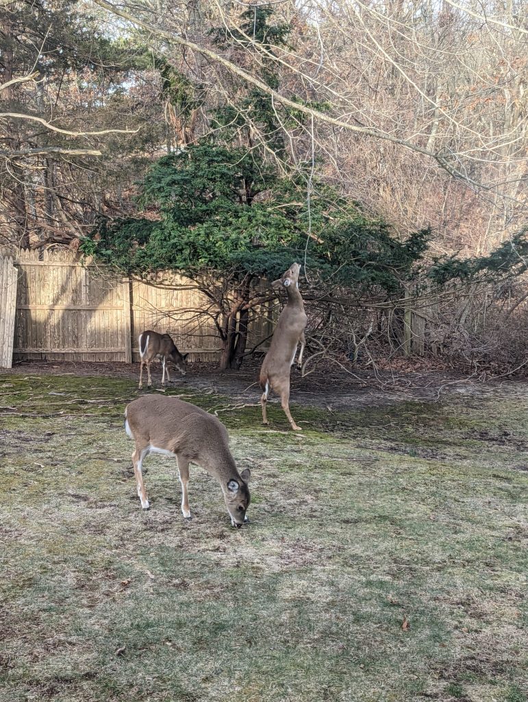 Three deer in a suburban backyard, one up on its hind legs to eat leaves off a tree.
