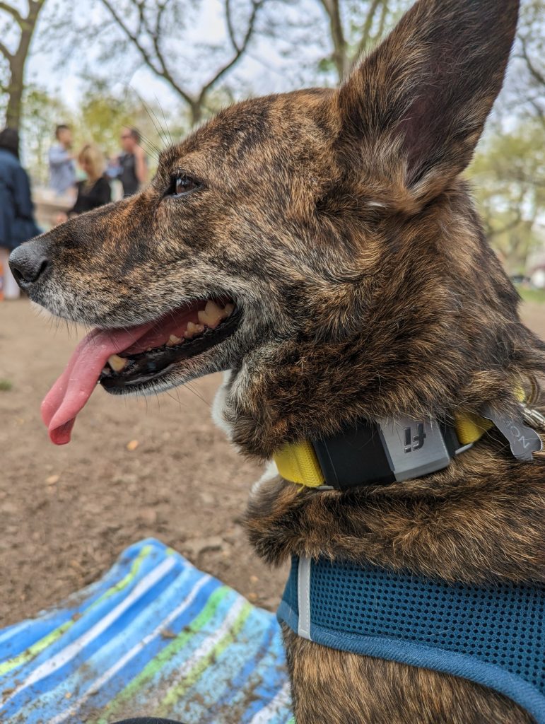 Side profile of Lemon, a medium sized brown brindled dog. In the background is a picnic/party. Lemon is anxious, panting with her ears back.