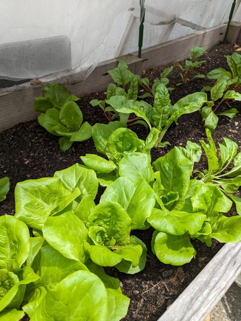 A wooden raised bed with young lettuce & swiss chard plants.