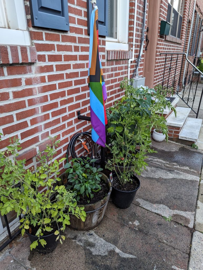 The front of a brick rowhouse with 5 planters, growing tomatoes and pepper plants.