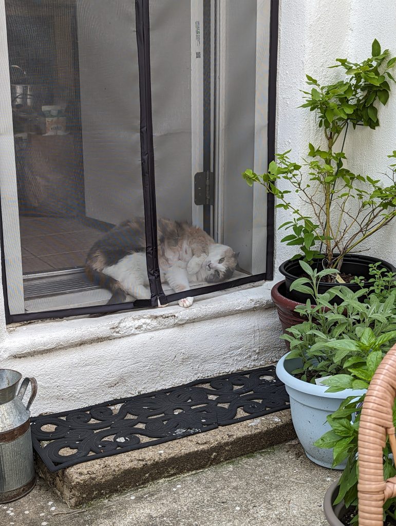 Pixel, a calico cat, rolling around sticking her foot out of a hanging screen door. 