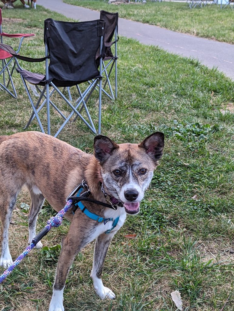 Noodle, a light brindle dog, smiling in the park, with folding chairs and other people in the background.