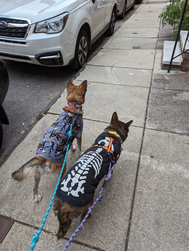 Lemon, a dark brindle dog, in a skeleton hoodie, walking with Noodle, a light brindle dog, in a shirt with a haunted house pattern.