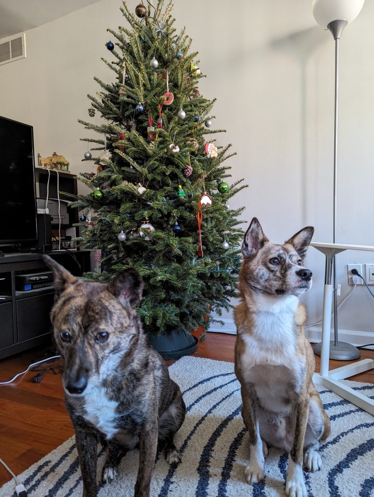 Lemon and Noodle, both sitting in our living room in front of a 6ft Christmas tree, decorated with assorted ornaments.