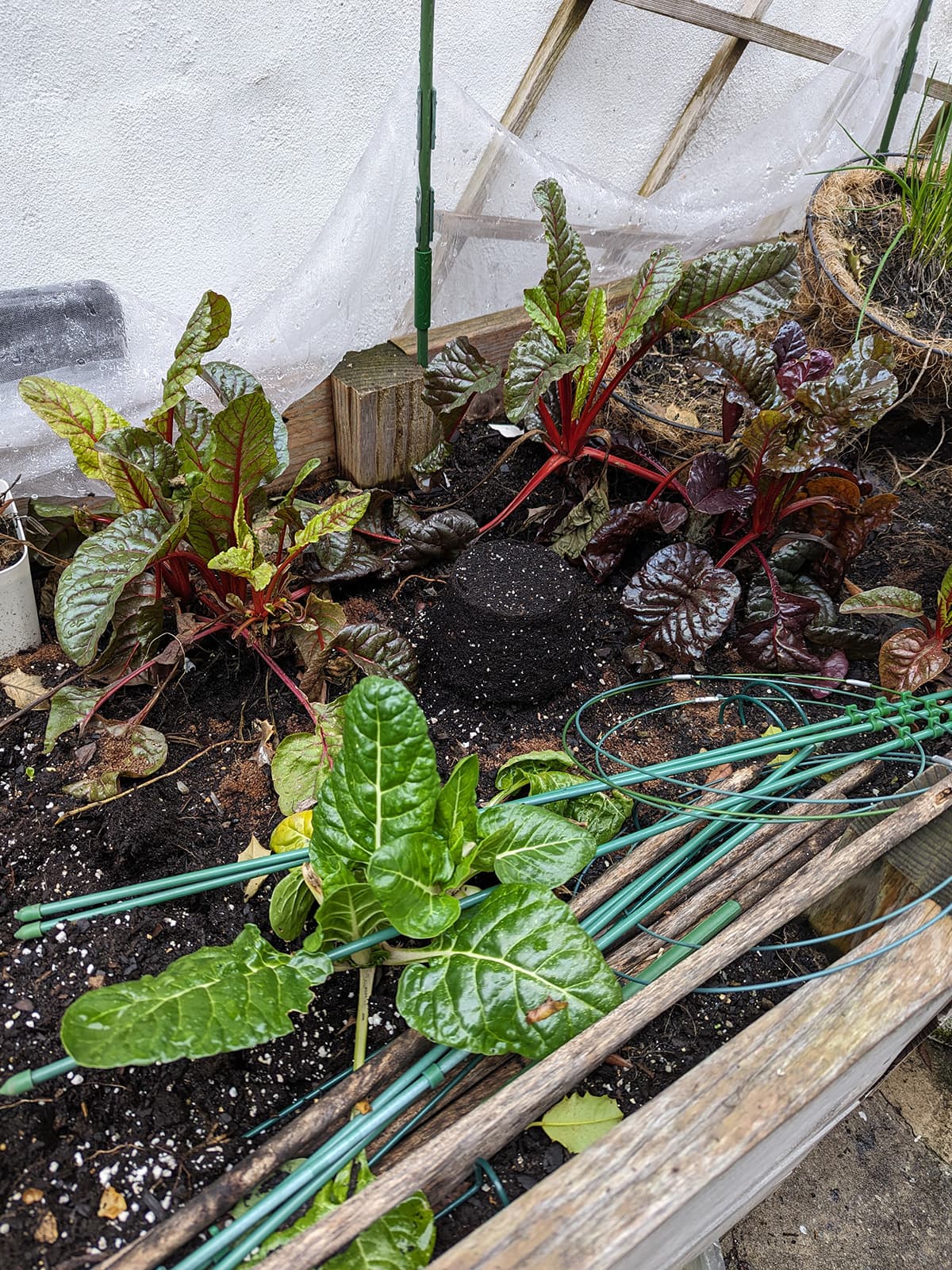 A large planter with gardening equipment scattered in it, with a few leafy swiss chard plants growing.