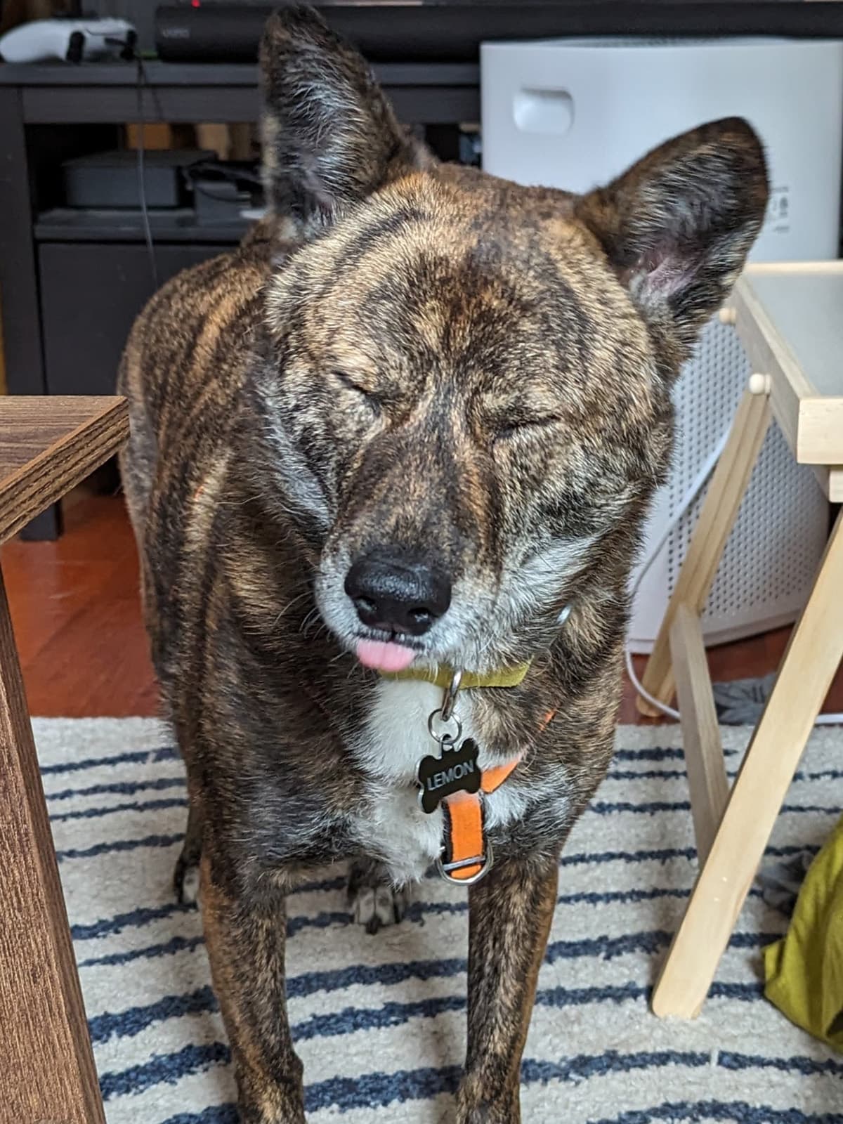 Lemon, a brown brindled dog, with her eyes closed and tongue out, looking like the "Squinting Face with Tongue" emoji.