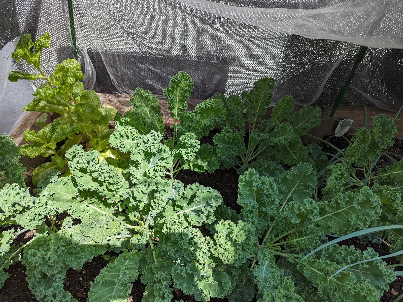 A large planter with multiple kale plants, big enough to cover the full space.