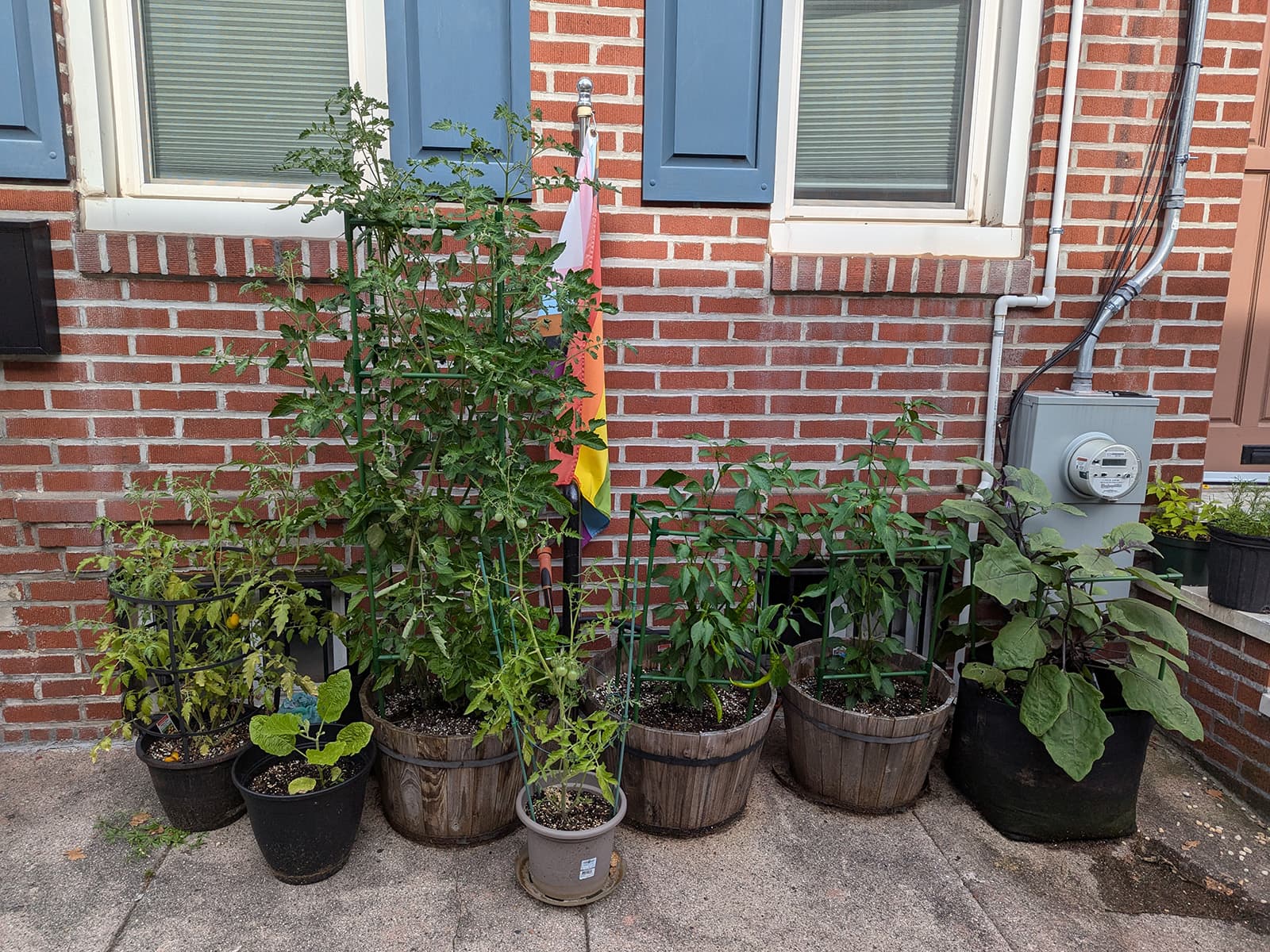 Seven planters in front of a house, growing eggplant, peppers, and tomatoes. One of the tomato plants is caged and approaching 6ft tall.