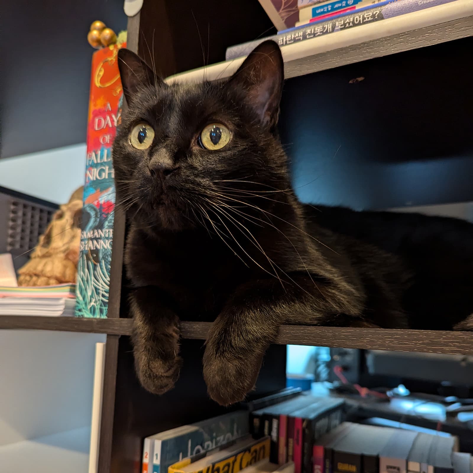 A black cat with bright eyes sitting on a bookshelf.