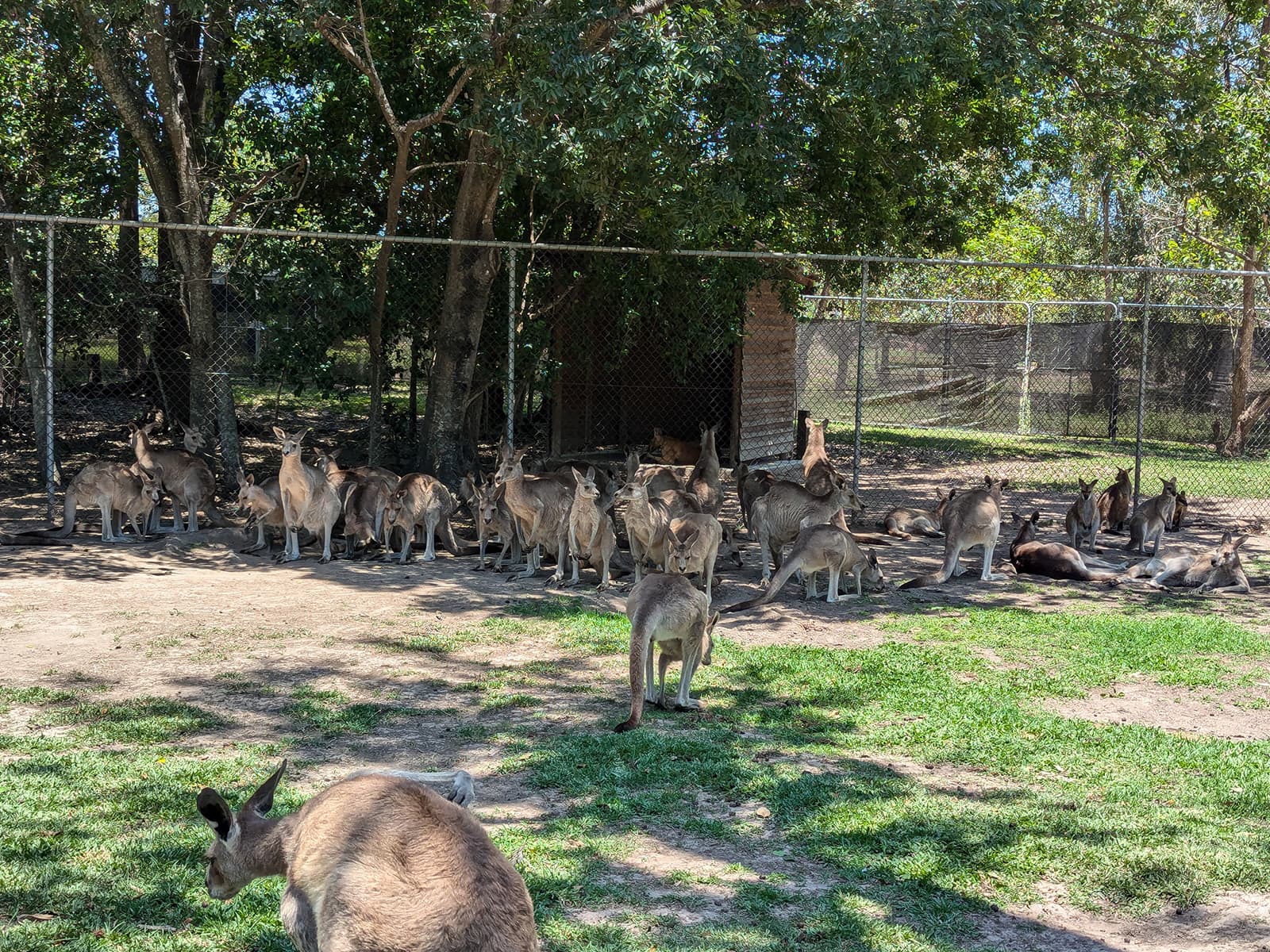A large group of kangaroos resting in the shade in front of a fence.