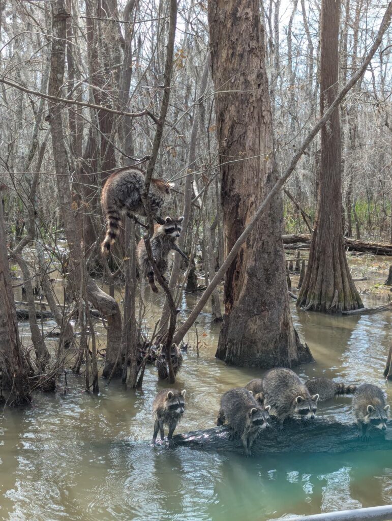 Many raccoons climbing the trees and stumps in a swap, reaching towards the camera.
