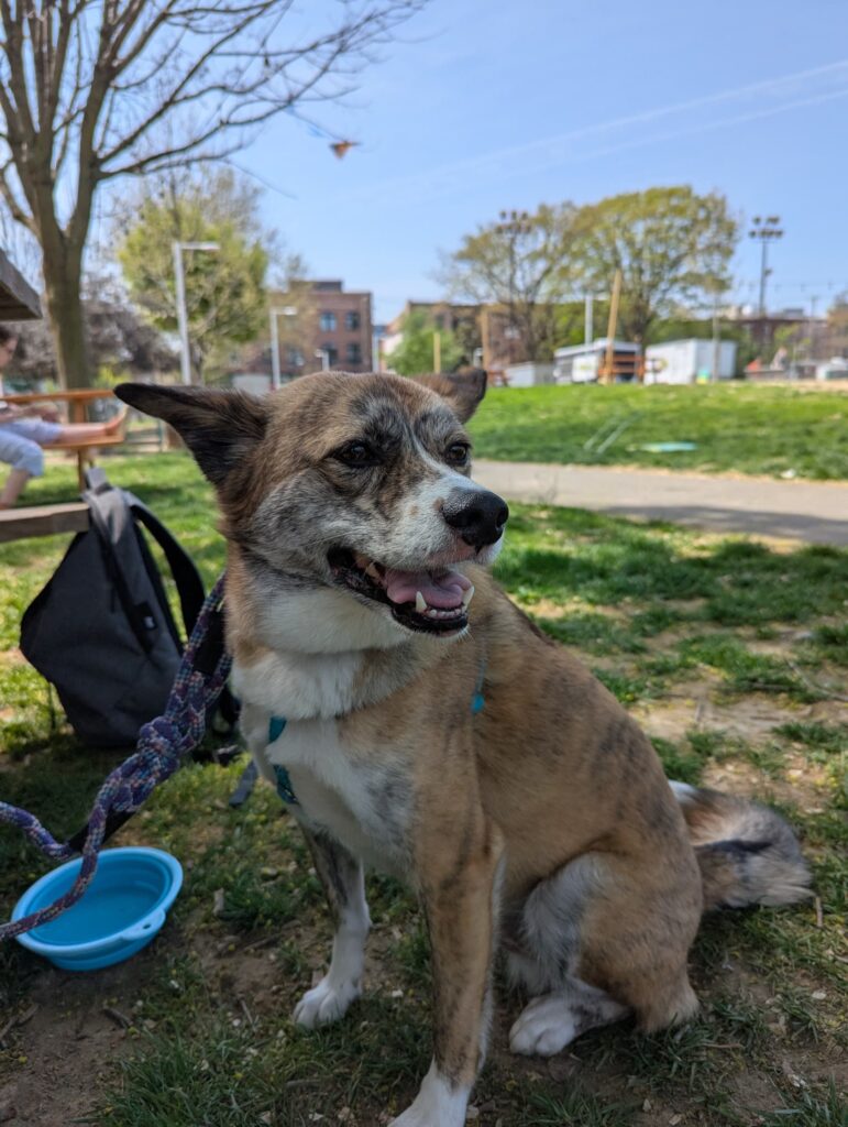 Noodle, a medium-sized, light colored brindle dog, sitting in the park.