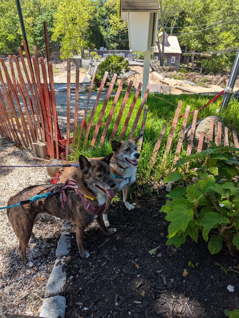 Lemon and Noodle on leash, standing in the shade of a tree, with Mill Pond (dry) and the old mill building in the background.