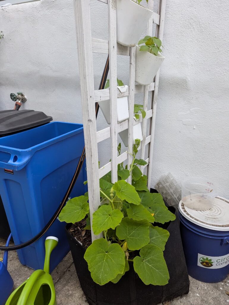 A grow bag planter with a trellis in the center, with 4 squash plants around it, growing up the trellis. Some herbs also hang off the trellis in small pots.