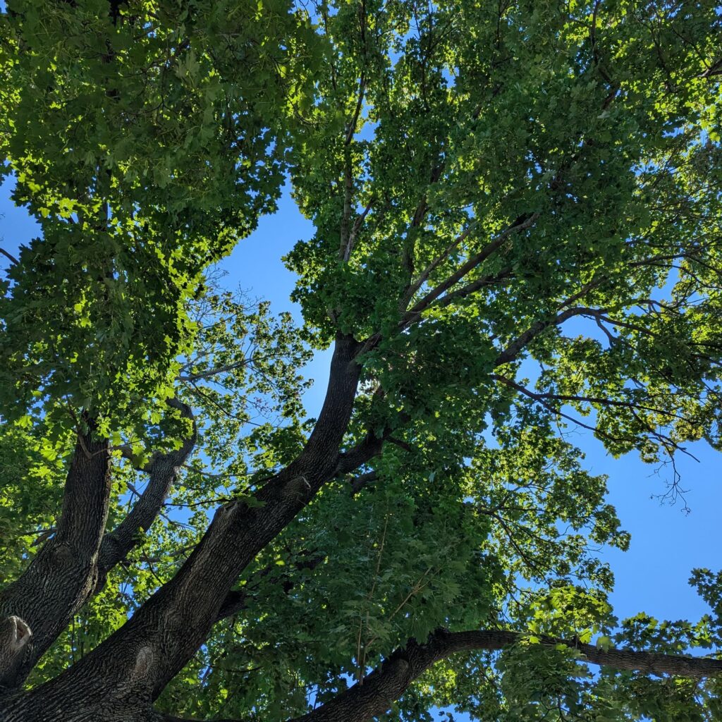 Looking up at the bright blue sky behind green leaves.