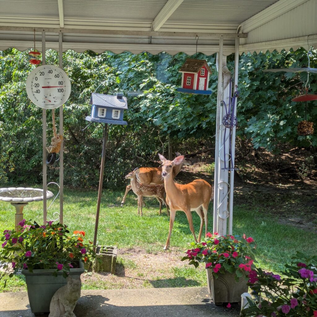 A suburban backyard with bird feeders and seeds on the ground, with 2 deer and a fawn, almost on the patio.