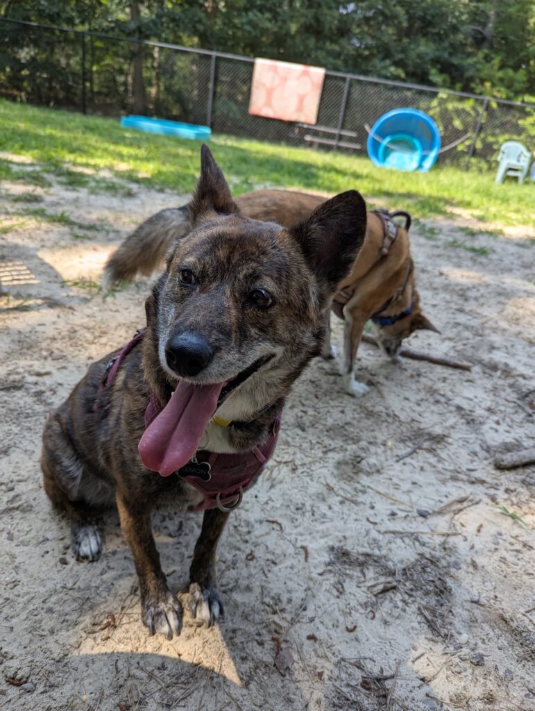 In a sandy park, Lemon, a medium-sized, darker brindle dog sitting in the foreground, Noodle sniffing a stick behind her. Lemon's panting so her long tongue is showing.
