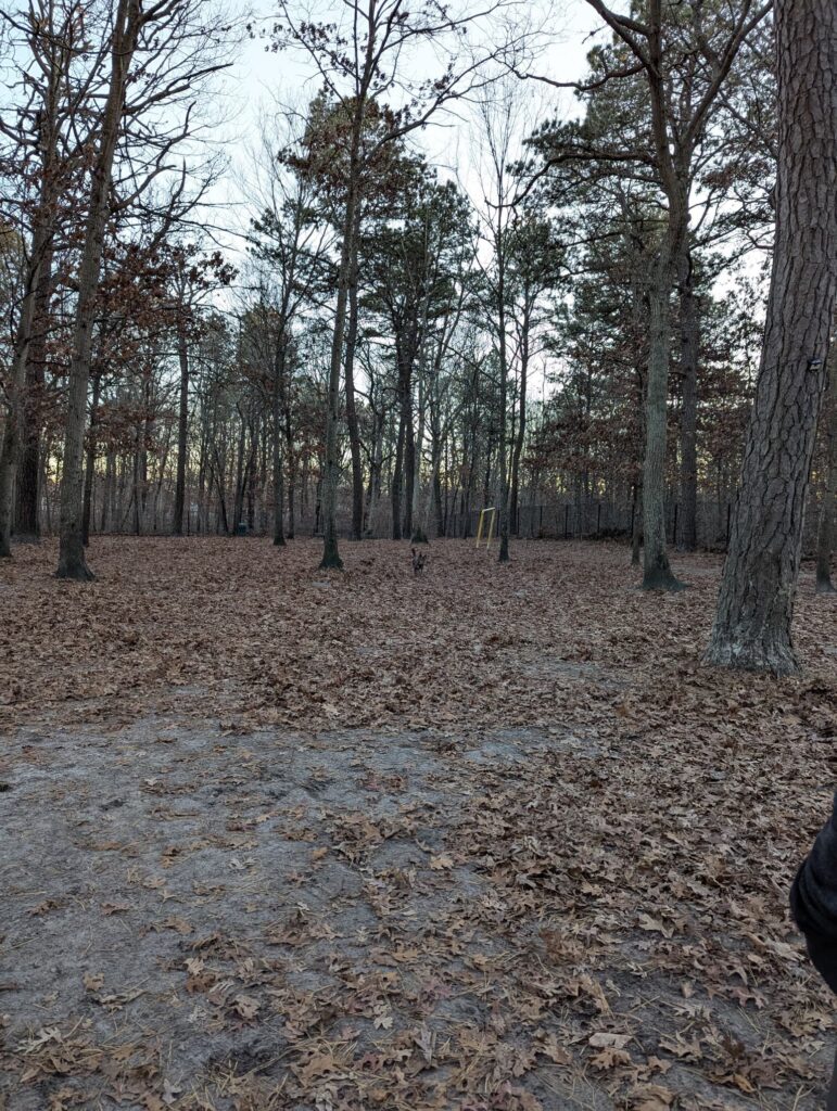 On first glance it's just a woodsy fall scene, brown leaves on the ground and sparse trees. If you look closer, there's a dog in the center of the frame (Lemon), but she blends in to the leaves with her coloring.